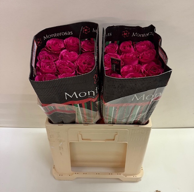 Rosa ec hot spot MR.jpg